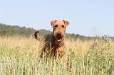AIREDALE TERRIER 024